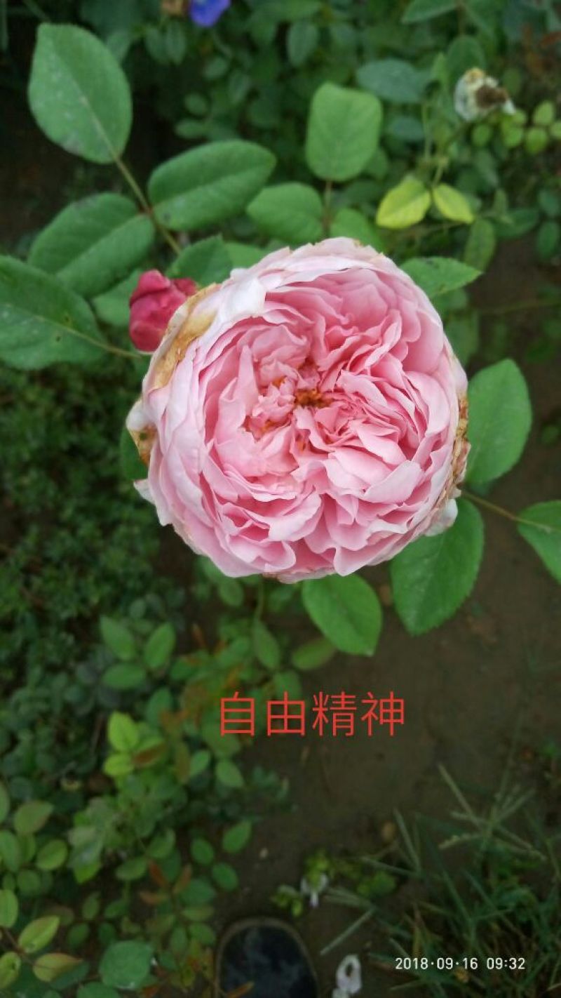 精品欧月