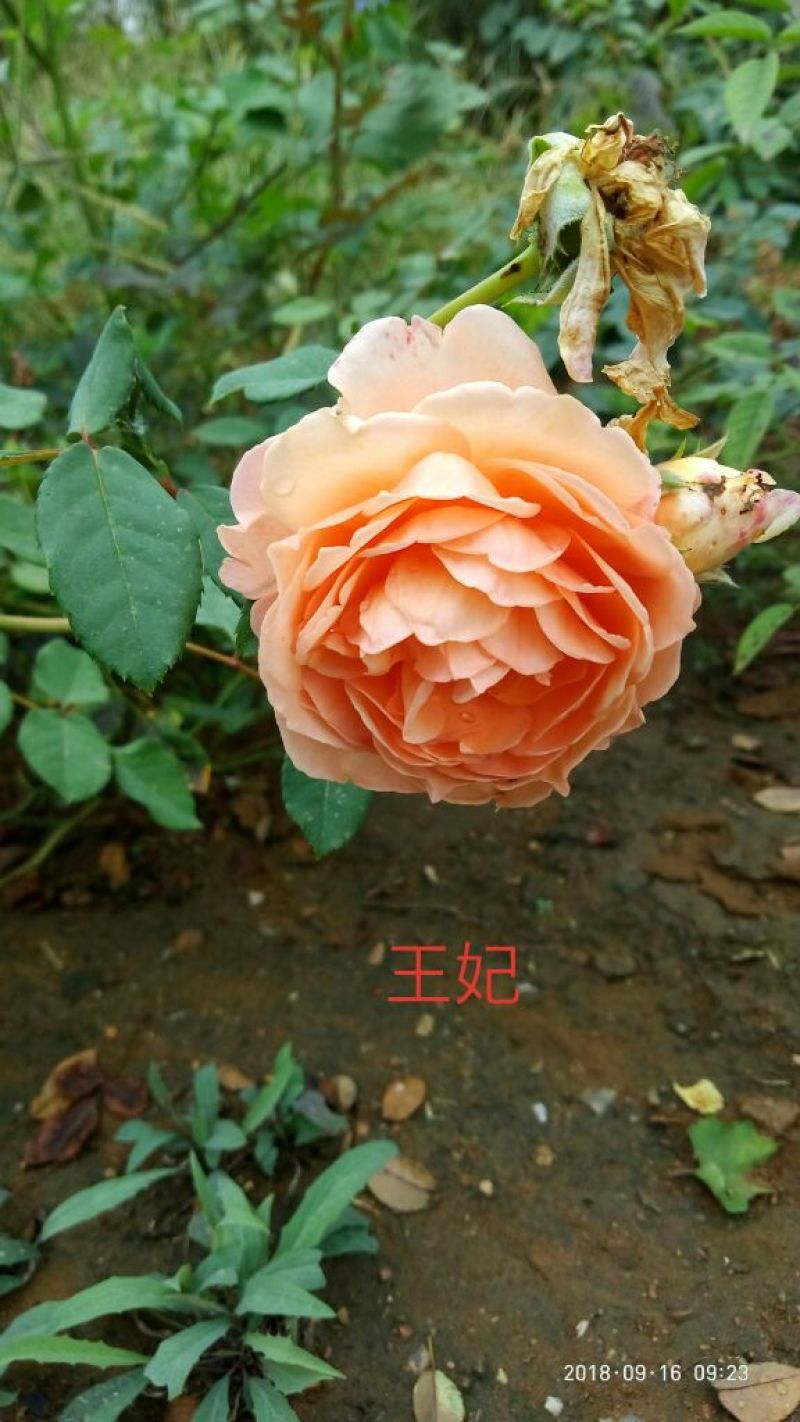精品欧月