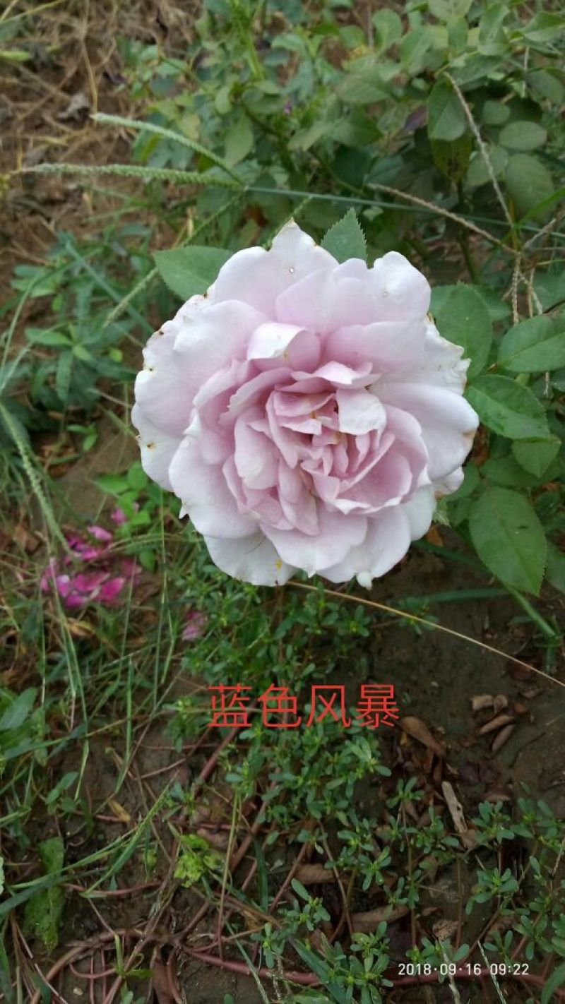 精品欧月