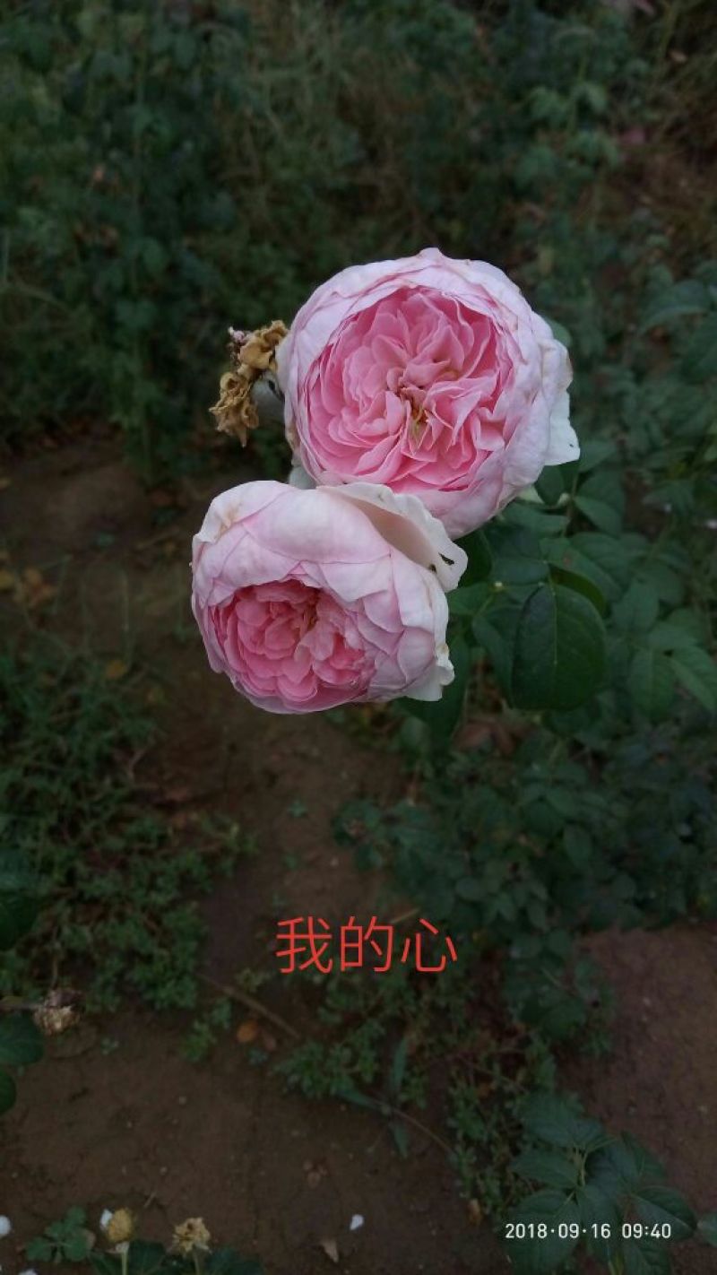 精品欧月