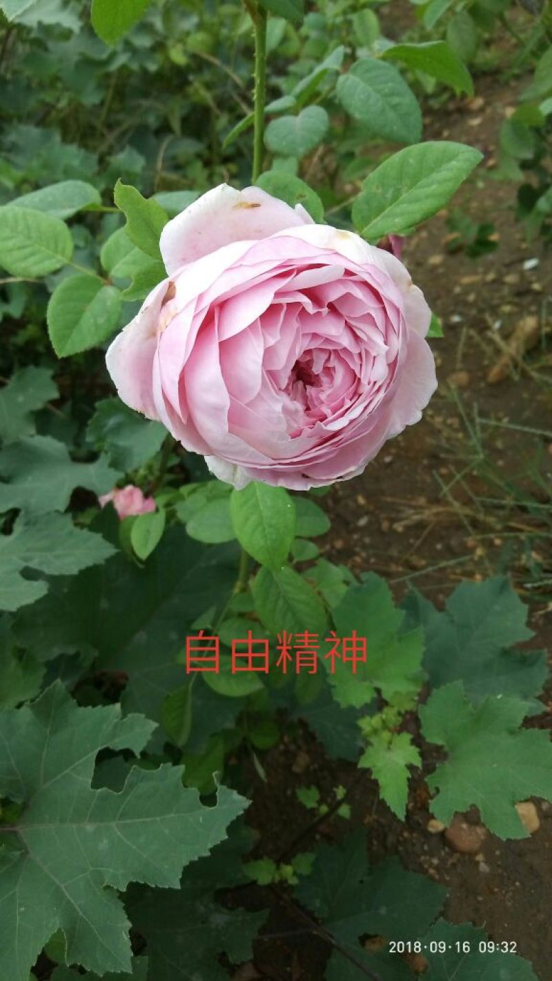 精品欧月