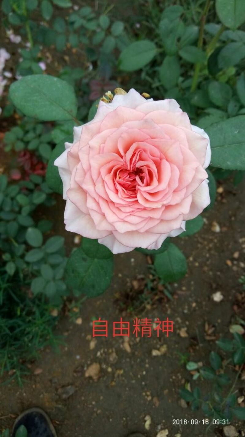 精品欧月