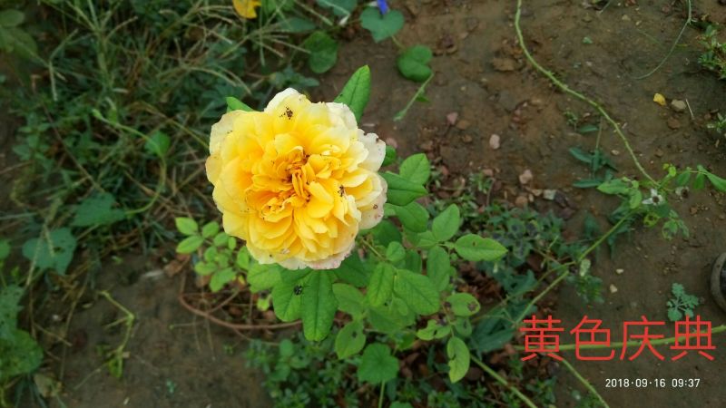 精品欧月