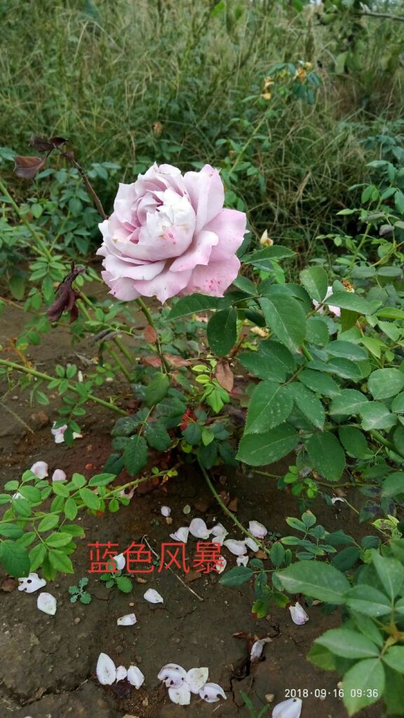 精品欧月