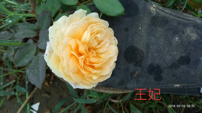 精品欧月