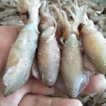 渤海湾最优质海产品