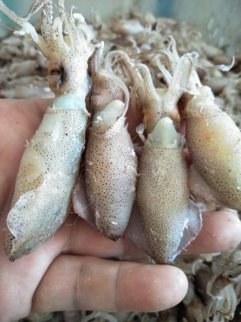 渤海湾最优质海产品