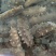 渤海湾最优质海产品