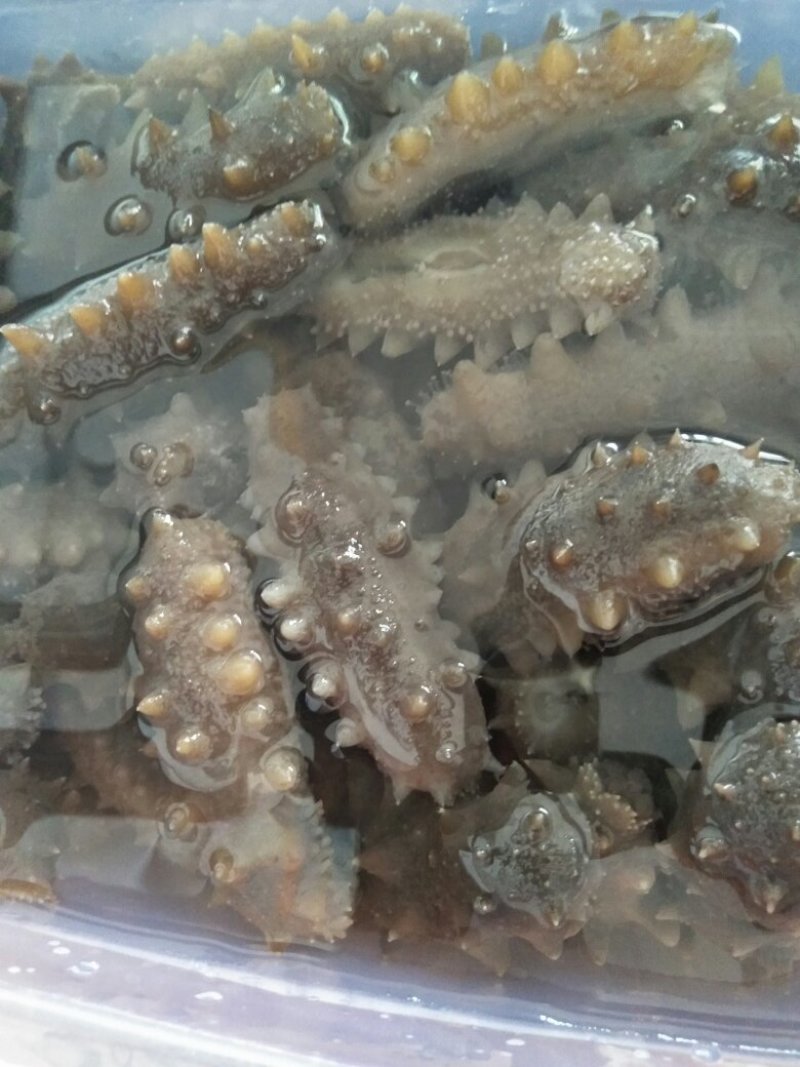 渤海湾最优质海产品