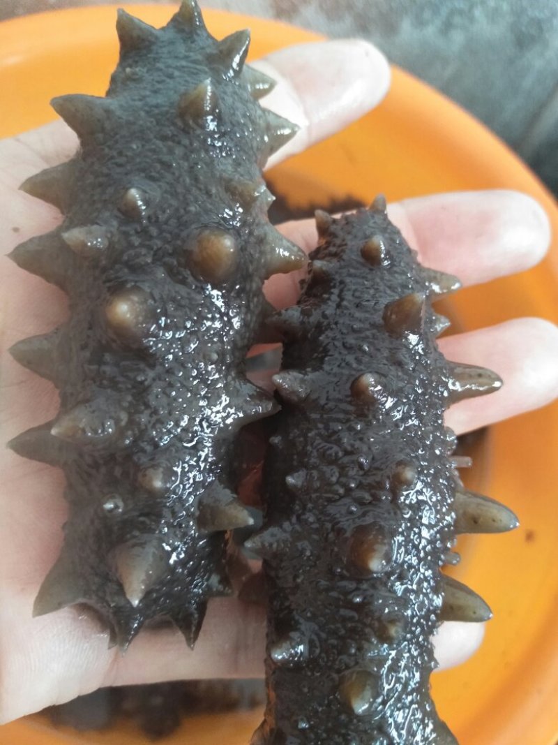 渤海湾最优质海产品
