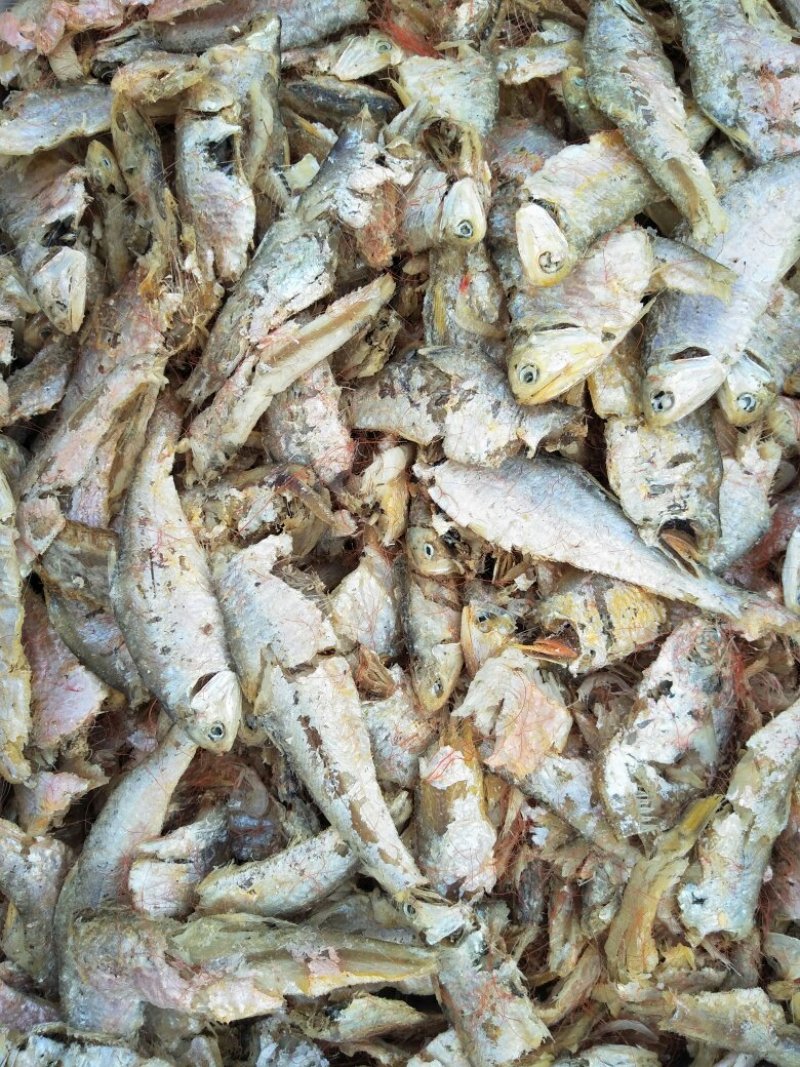 渤海湾最优质海产品