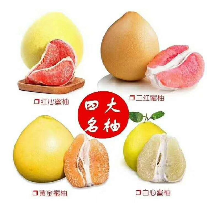 四大名柚