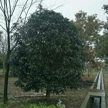 桂花