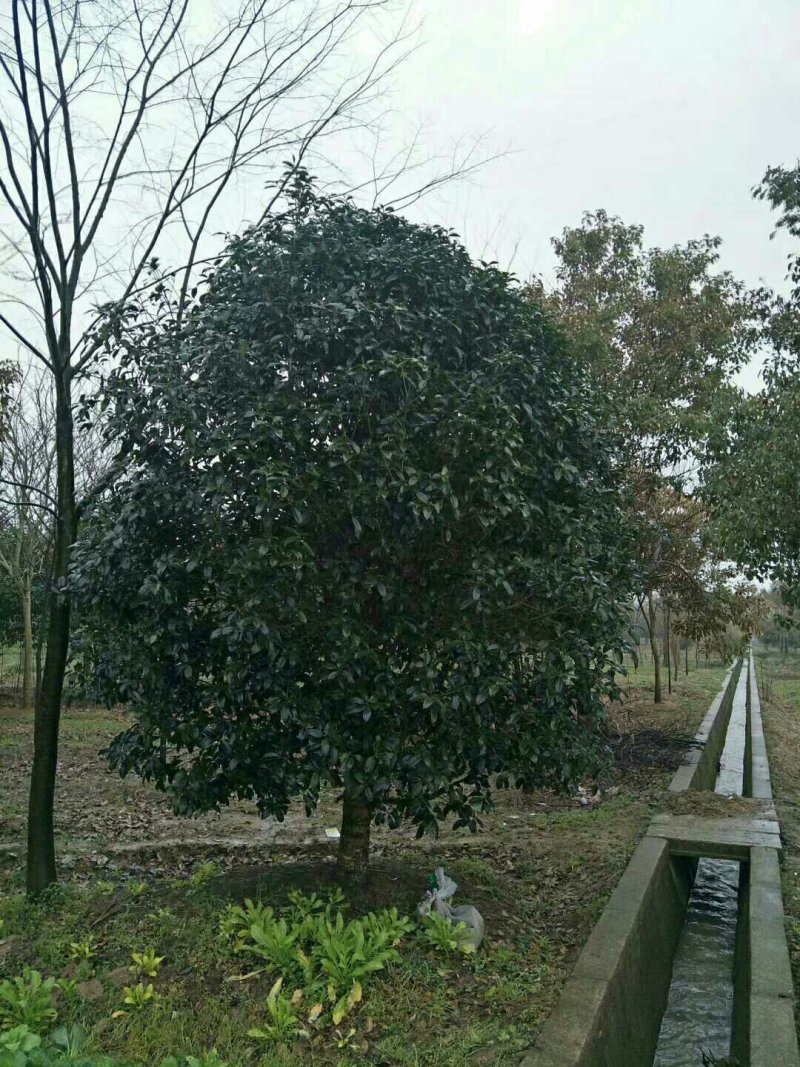 桂花