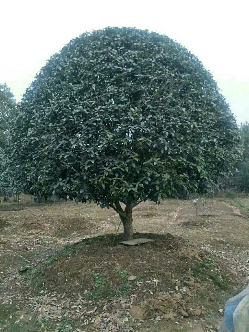 桂花