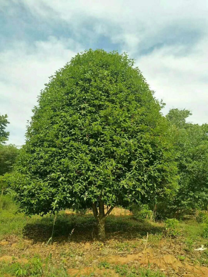 桂花