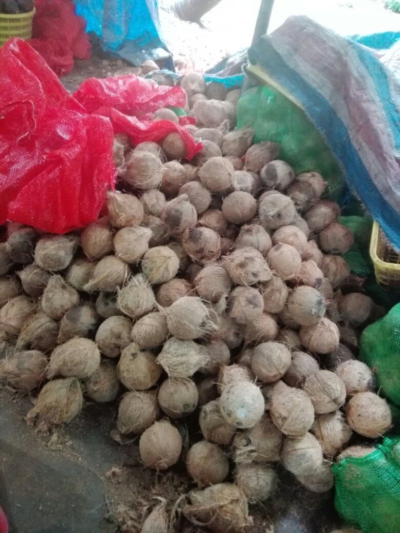 椰皇