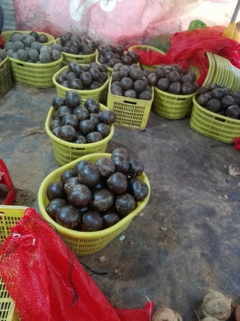 椰皇