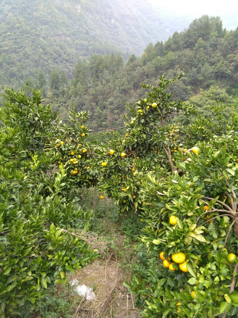 普早蜜橘5.5~6cm