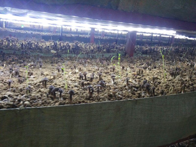 黑皮鸡枞