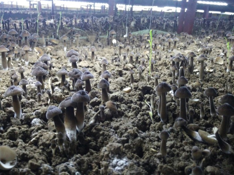 黑皮鸡枞