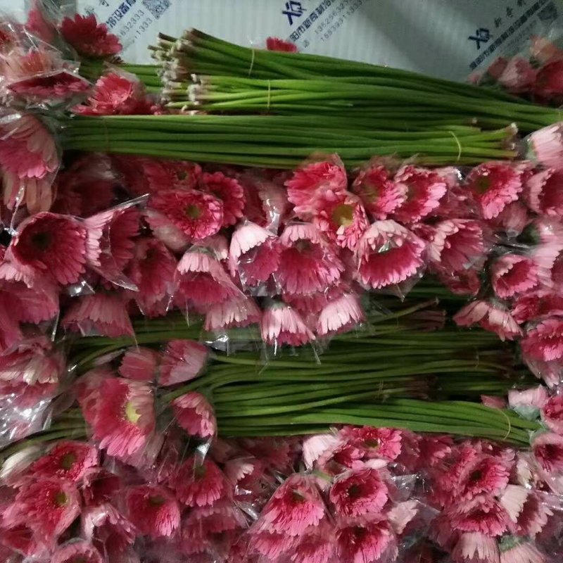 扶郎花质量好价格优惠有需要的老板联系我