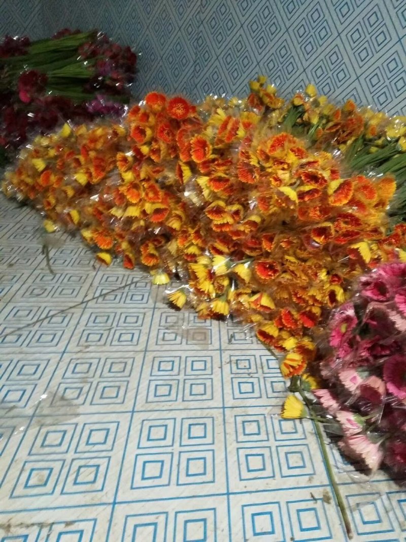 扶郎花质量好价格优惠有需要的老板联系我