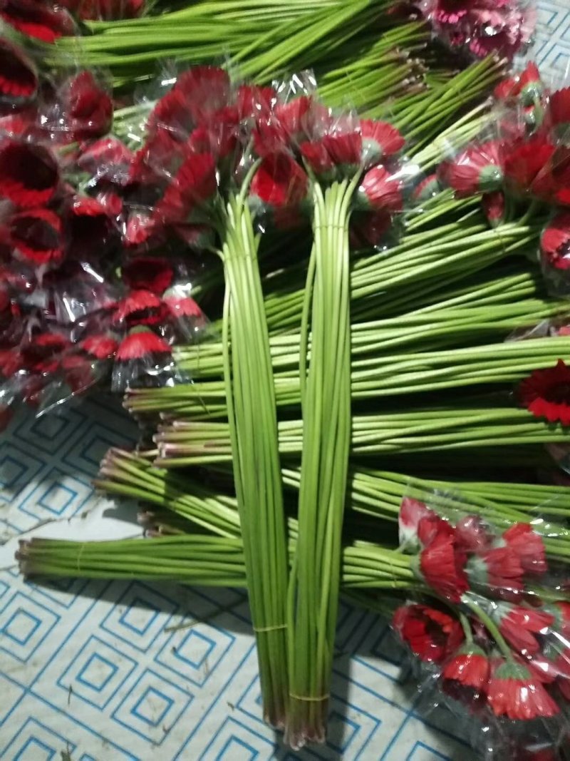 扶郎花质量好价格优惠有需要的老板联系我