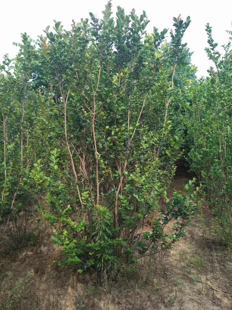 丛生紫薇1.5-7米