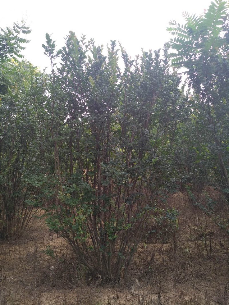 丛生紫薇1.5-7米