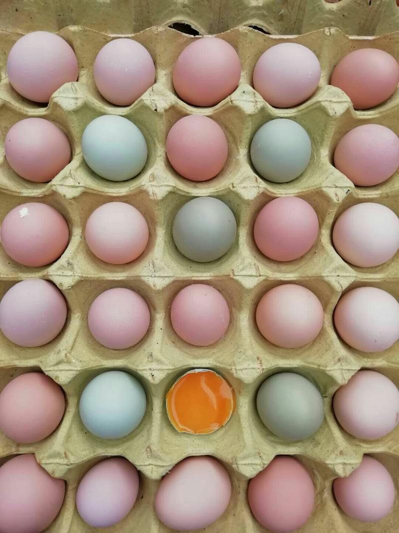 欣华土鸡蛋开产蛋