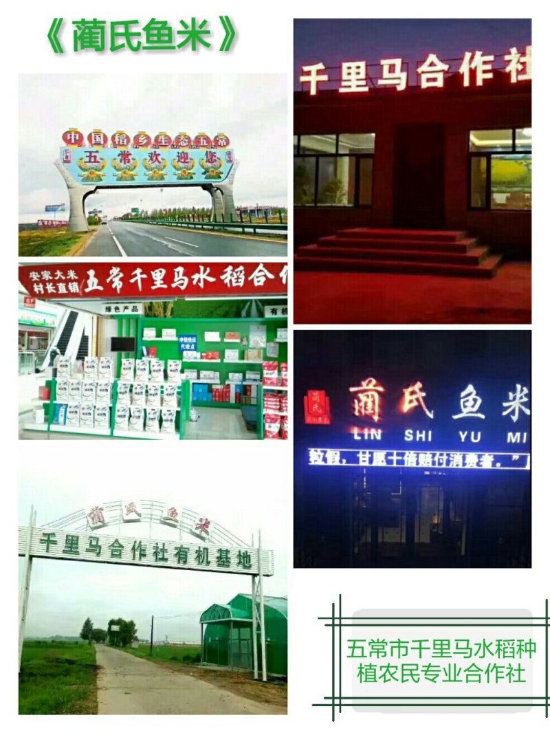 东北五常大米稻花香