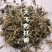 紫花地丁陕西1公斤起批无硫无添加不包邮正品