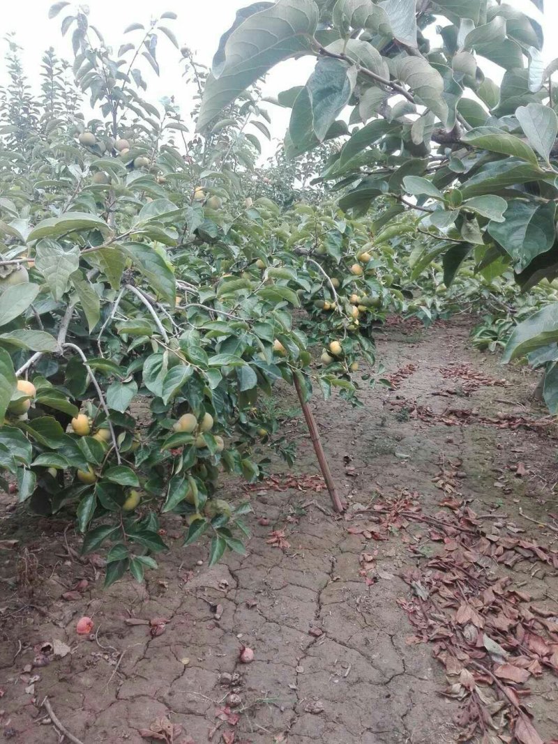 甜柿子