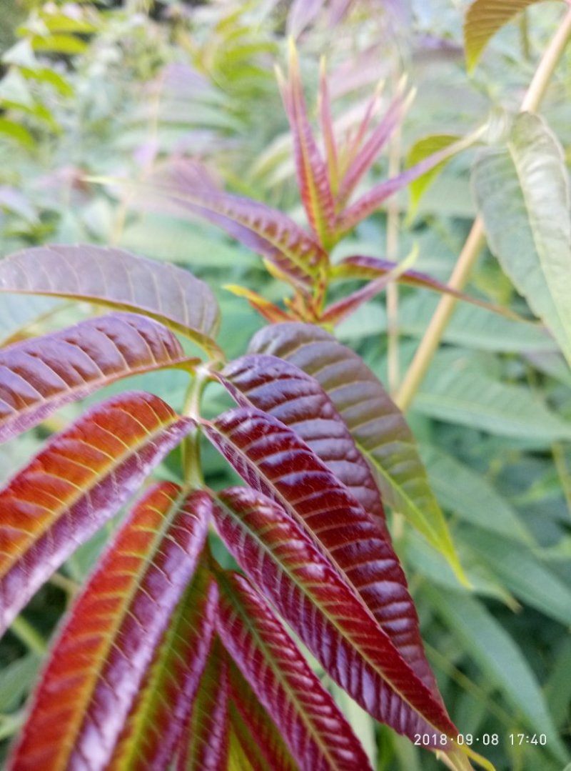 果树苗新品种清香核桃苗俄八樱桃苗法兰西西梅苗等