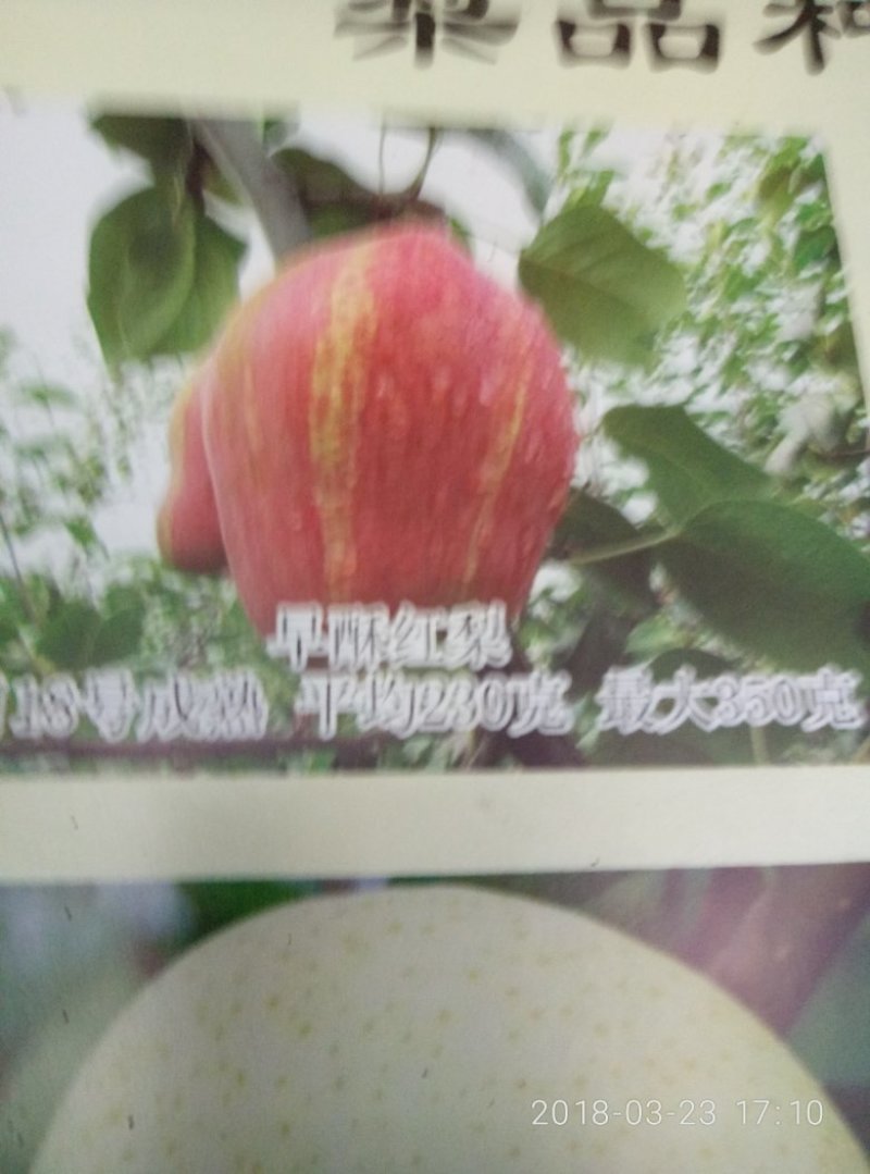 果树苗新品种清香核桃苗俄八樱桃苗法兰西西梅苗等