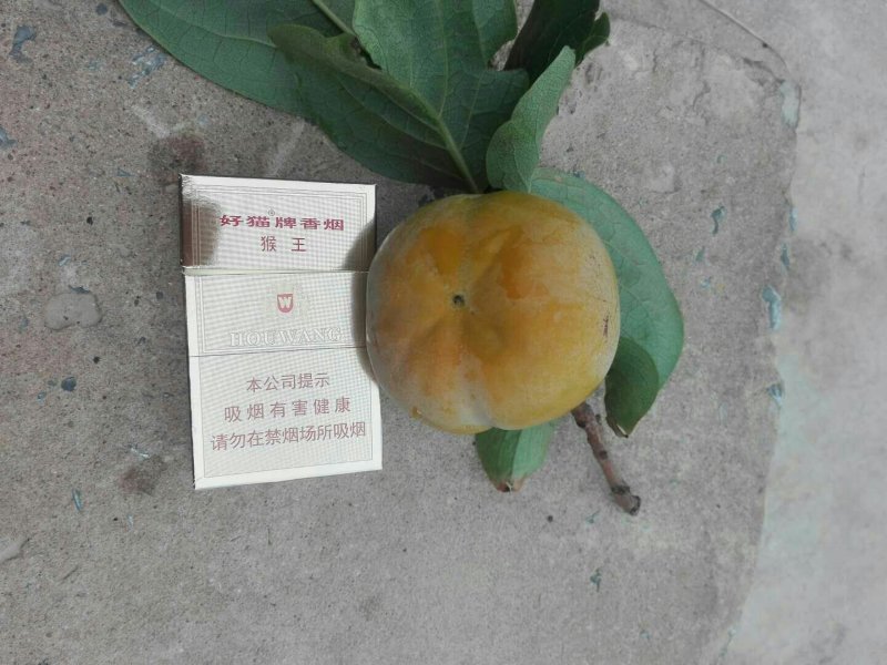 甜柿子
