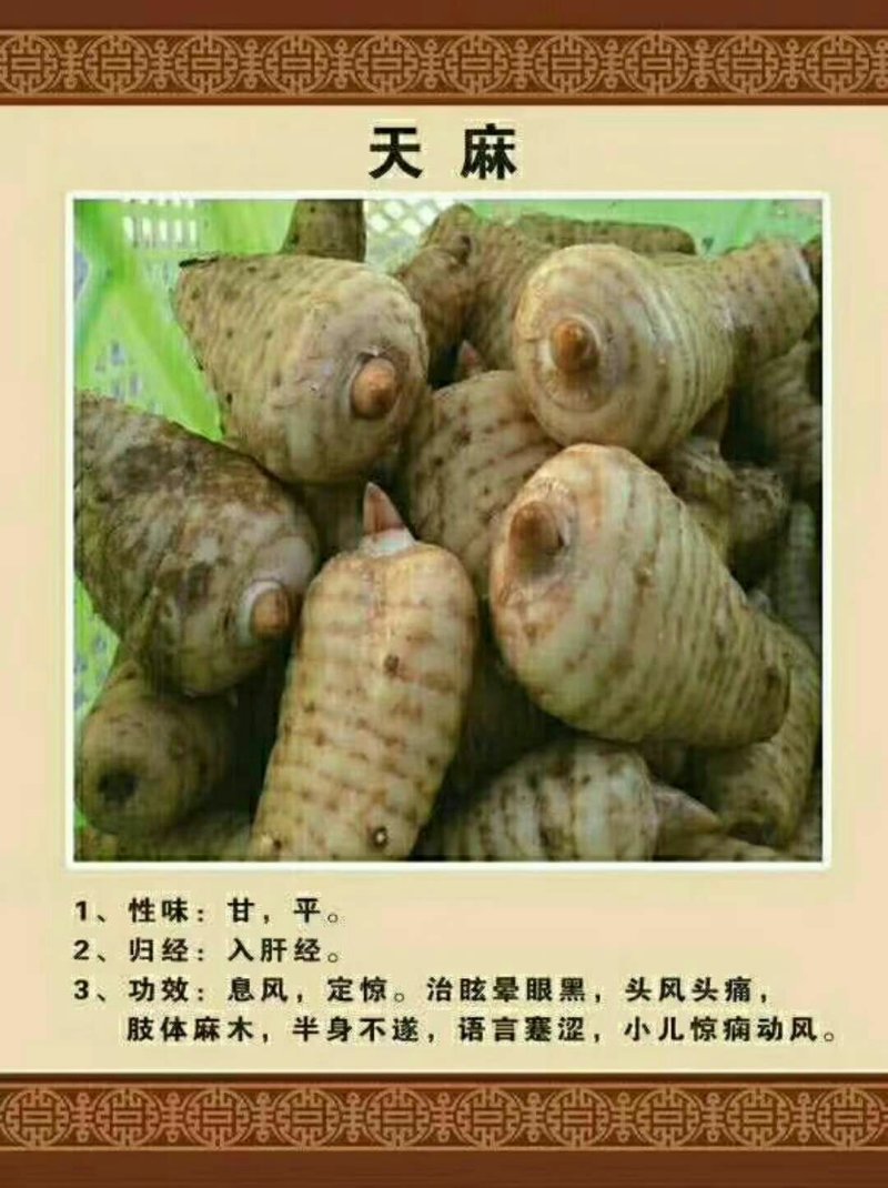 野生天麻云南大理