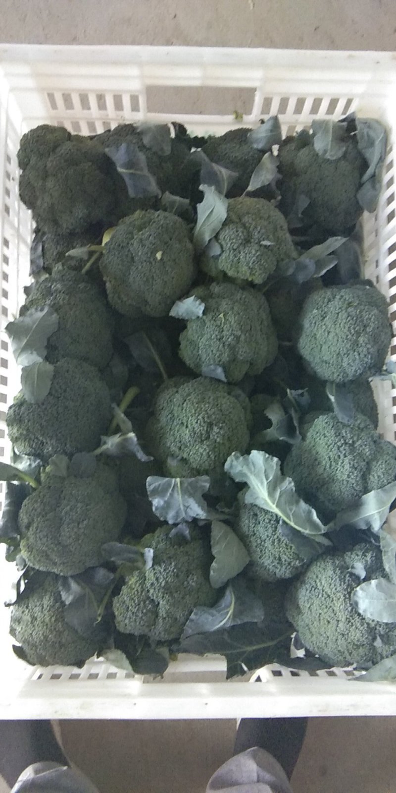 【平台力推】产地直发【包装齐全】质量上乘【精品西蓝花】好