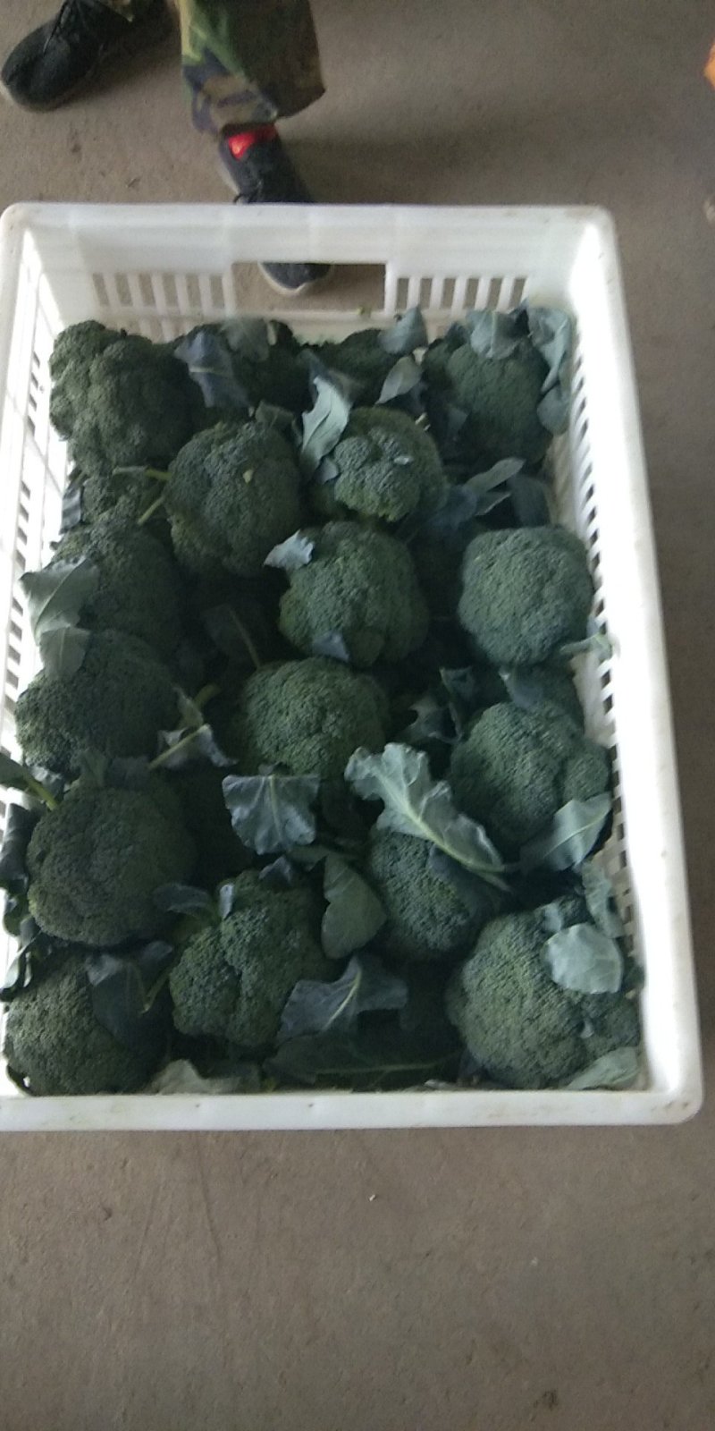 【平台力推】产地直发【包装齐全】质量上乘【精品西蓝花】好