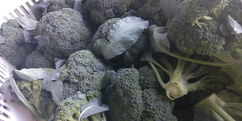 【平台力推】产地直发【包装齐全】质量上乘【精品西蓝花】好