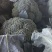 【平台力推】产地直发【包装齐全】质量上乘【精品西蓝花】好