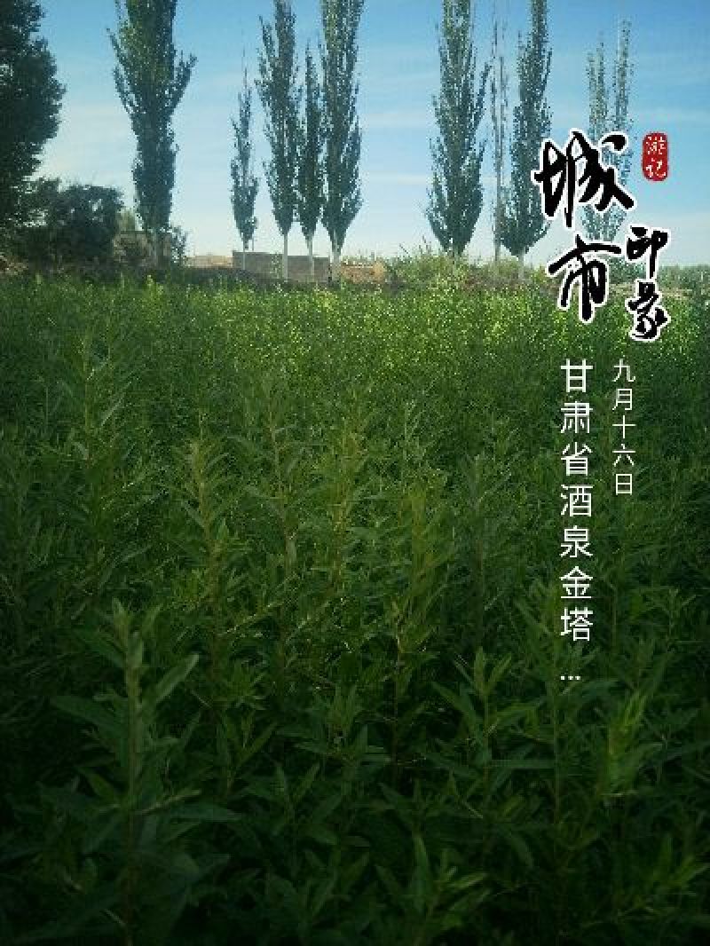 沙棘苗