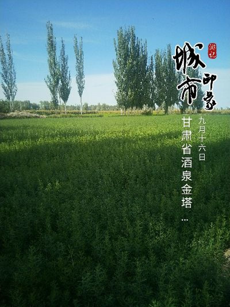 沙棘苗