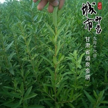 沙棘苗