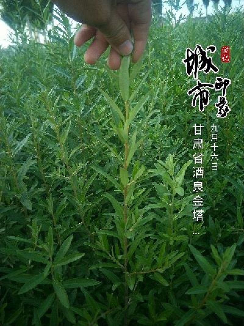 沙棘苗