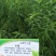 桃苗，冬桃，蜜桃水蜜桃，油桃