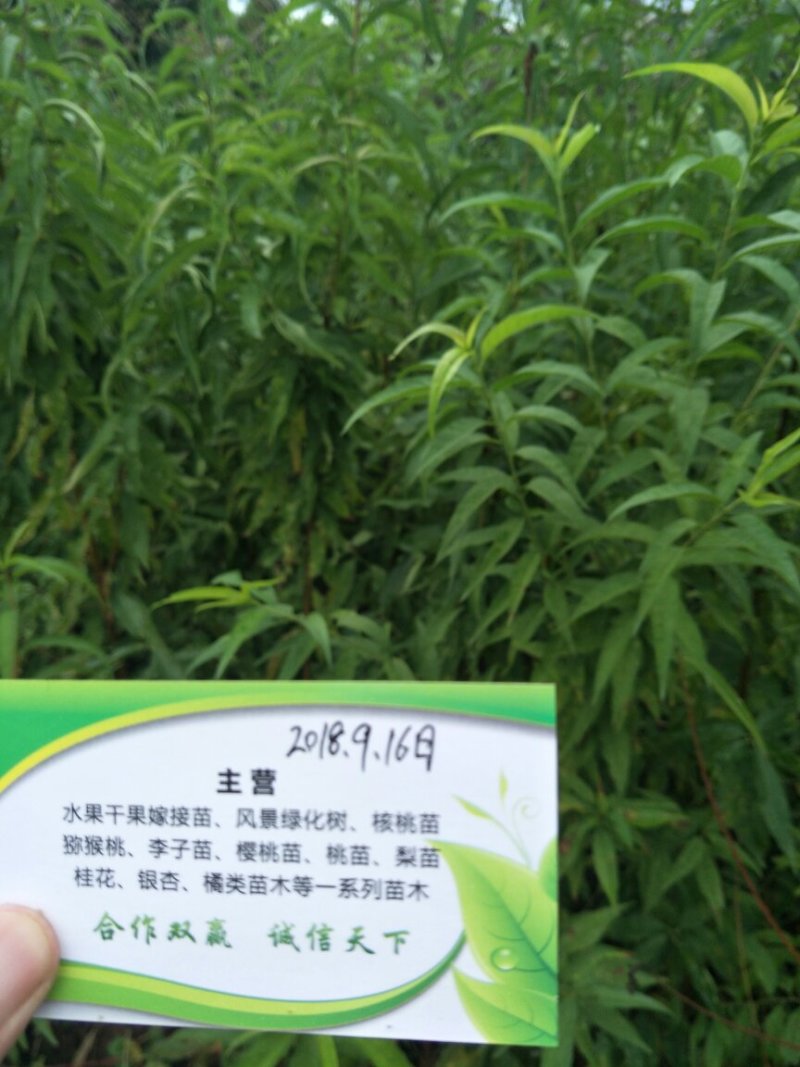 桃苗，冬桃，蜜桃水蜜桃，油桃