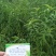 桃苗，冬桃，蜜桃水蜜桃，油桃