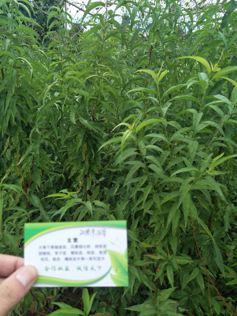 桃苗，冬桃，蜜桃水蜜桃，油桃